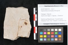 Foto (Objekt + Etikett) von Glyptostrobus europaeus Brongniart (NHMW-GEO-2024-0188-6753)
